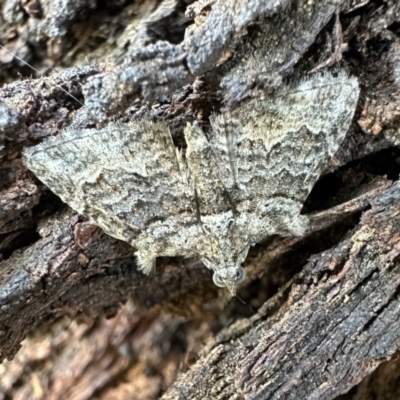 Phrissogonus laticostata (Apple looper moth) at Mount Ainslie - 4 Feb 2023 by Pirom
