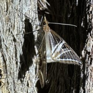 Phrataria transcissata at Ainslie, ACT - 2 Feb 2023 10:07 PM