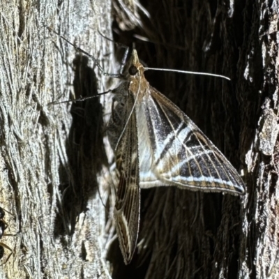 Phrataria transcissata (Dark Phrataria) at Ainslie, ACT - 2 Feb 2023 by Pirom