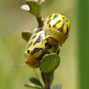 Paropsisterna obliterata at Paddys River, ACT - 16 Dec 2022