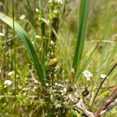 Paropsisterna obliterata at Paddys River, ACT - 16 Dec 2022