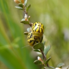 Paropsisterna obliterata at Paddys River, ACT - 16 Dec 2022