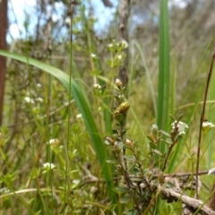 Paropsisterna obliterata at Paddys River, ACT - 16 Dec 2022