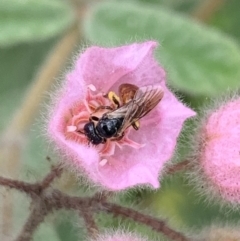 Exoneura sp. (genus) at Dulwich Hill, NSW - 23 Jan 2023