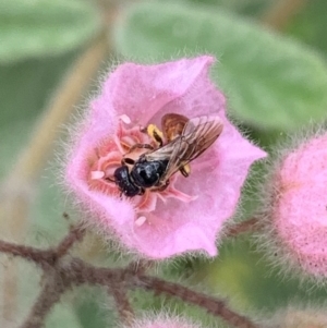 Exoneura sp. (genus) at Dulwich Hill, NSW - 23 Jan 2023