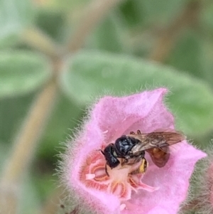 Exoneura sp. (genus) at Dulwich Hill, NSW - 23 Jan 2023