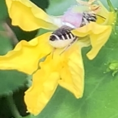 Megachile (Eutricharaea) serricauda (Leafcutter bee, Megachilid bee) at Dulwich Hill, NSW - 23 Jan 2023 by JudeWright