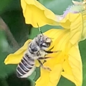 Megachile (Eutricharaea) serricauda at Dulwich Hill, NSW - 23 Jan 2023