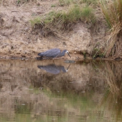 Egretta novaehollandiae (White-faced Heron) at Paddys River, ACT - 8 Feb 2023 by RodDeb