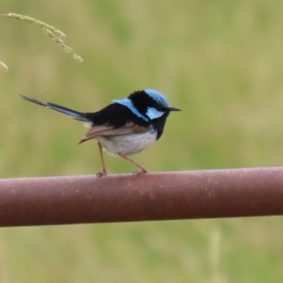 Malurus cyaneus (Superb Fairywren) at Tharwa, ACT - 8 Feb 2023 by RodDeb