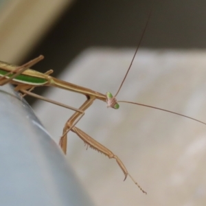 Tenodera australasiae at Undefined Area - 8 Feb 2023