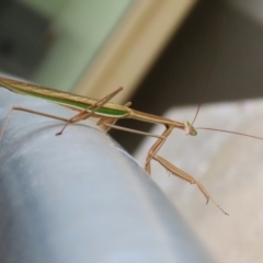 Tenodera australasiae at Undefined Area - 8 Feb 2023 12:28 PM