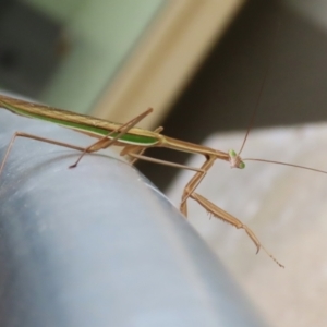 Tenodera australasiae at Undefined Area - 8 Feb 2023 12:28 PM