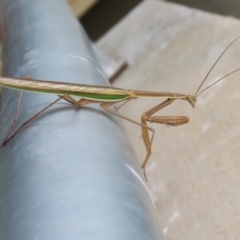 Tenodera australasiae at Undefined Area - 8 Feb 2023 12:28 PM