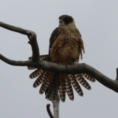 Falco longipennis at Banks, ACT - suppressed