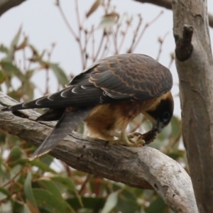 Falco longipennis at Banks, ACT - 8 Feb 2023