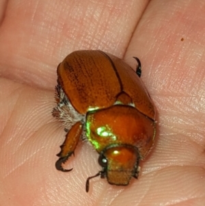 Anoplognathus sp. (genus) at Jindabyne, NSW - 9 Feb 2023