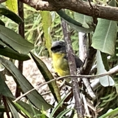 Eopsaltria australis (Eastern Yellow Robin) at Googong, NSW - 8 Feb 2023 by Wandiyali