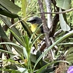 Eopsaltria australis at Googong, NSW - suppressed