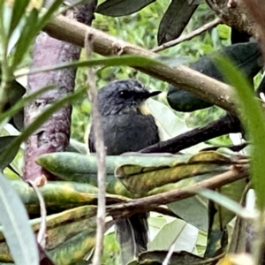 Eopsaltria australis at Googong, NSW - suppressed