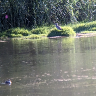 Nycticorax caledonicus (Nankeen Night-Heron) at Splitters Creek, NSW - 7 Feb 2023 by Darcy