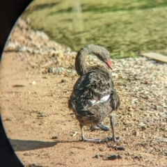 Cygnus atratus (Black Swan) at Splitters Creek, NSW - 7 Feb 2023 by Darcy