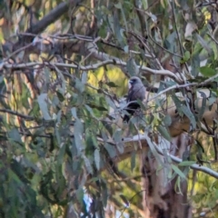 Artamus cyanopterus (Dusky Woodswallow) at Splitters Creek, NSW - 7 Feb 2023 by Darcy