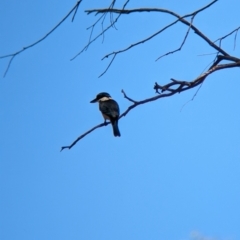 Todiramphus sanctus (Sacred Kingfisher) at Wagga Wagga, NSW - 7 Feb 2023 by Darcy