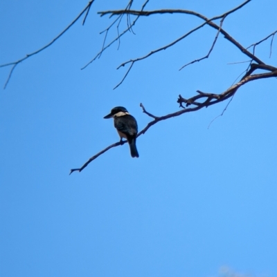 Todiramphus sanctus (Sacred Kingfisher) at Wagga Wagga, NSW - 7 Feb 2023 by Darcy