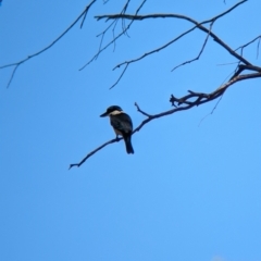 Todiramphus sanctus at Wagga Wagga, NSW - 7 Feb 2023