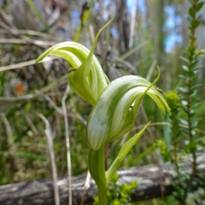 Pterostylis monticola at Paddys River, ACT - suppressed