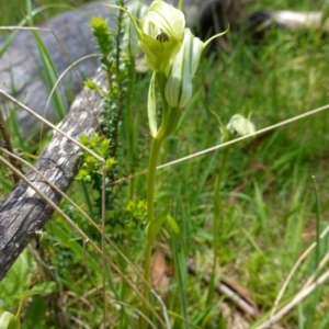 Pterostylis monticola at Paddys River, ACT - suppressed