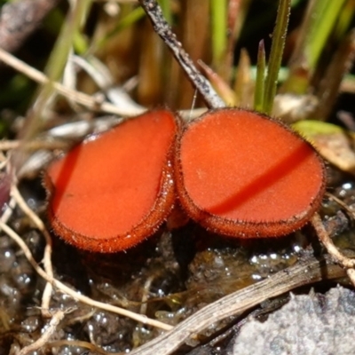 Scutellinia sp. (Scutellinia) at Paddys River, ACT - 16 Dec 2022 by RobG1