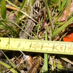 Scutellinia sp. at suppressed - suppressed