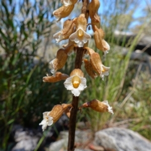 Gastrodia procera at Paddys River, ACT - suppressed