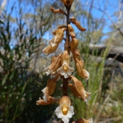 Gastrodia procera at Paddys River, ACT - suppressed