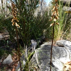 Gastrodia procera at Paddys River, ACT - suppressed