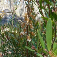 Gastrodia procera at Paddys River, ACT - suppressed