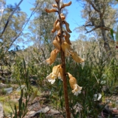 Gastrodia procera at Paddys River, ACT - suppressed