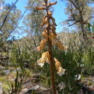 Gastrodia procera at Paddys River, ACT - suppressed