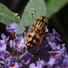 Eristalinus punctulatus (Golden Native Drone Fly) at Conder, ACT - 24 Dec 2022 by michaelb