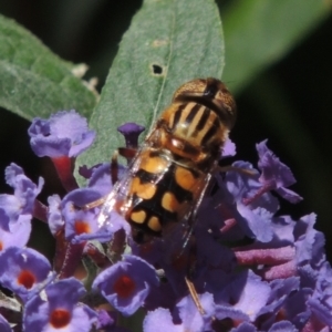 Eristalinus punctulatus at Conder, ACT - 24 Dec 2022