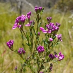 Comesperma retusum (Mountain Milkwort) at Paddys River, ACT - 27 Dec 2022 by RobG1