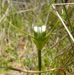 Pterostylis falcata (Sickle Greenhood) at Paddys River, ACT - 27 Dec 2022 by RobG1