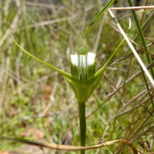 Pterostylis falcata at Paddys River, ACT - 27 Dec 2022