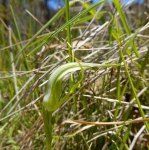 Pterostylis falcata at Paddys River, ACT - 27 Dec 2022