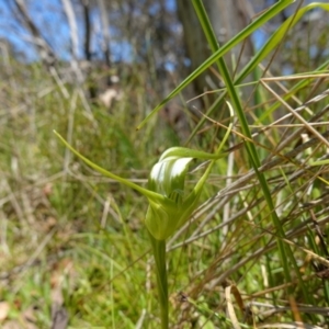 Pterostylis falcata at Paddys River, ACT - 27 Dec 2022