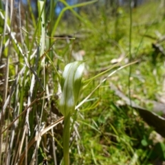 Pterostylis falcata at Paddys River, ACT - 27 Dec 2022