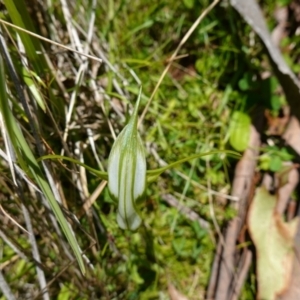 Pterostylis falcata at Paddys River, ACT - 27 Dec 2022