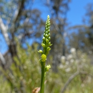 Microtis oblonga at Paddys River, ACT - 27 Dec 2022